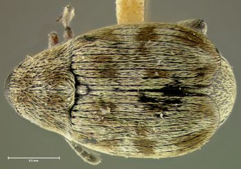 Media type: image; Entomology 25048   Aspect: habitus dorsal view